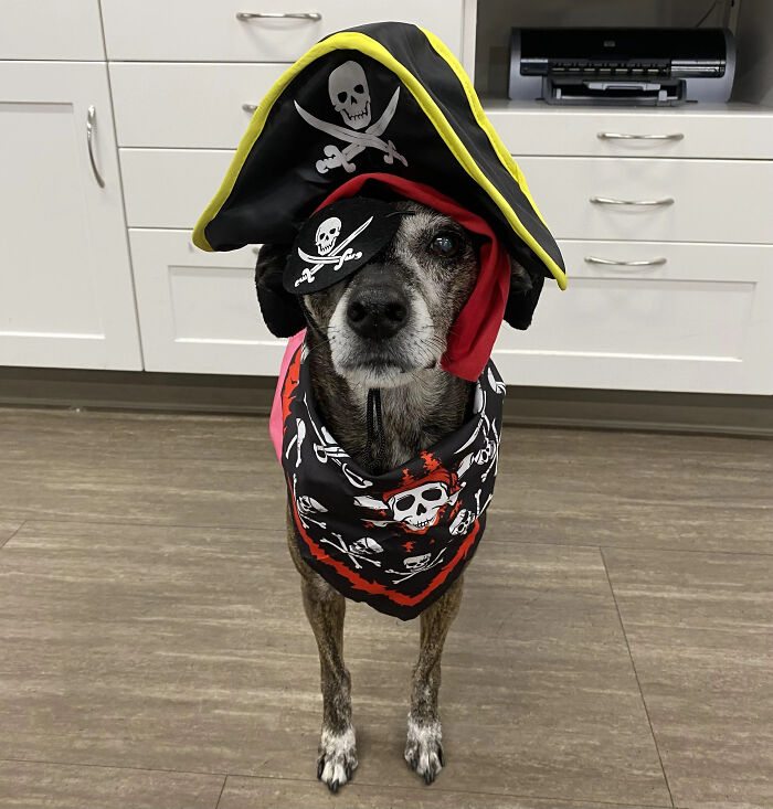 70 Of The Cutest And Most Creative Pet Halloween Costumes
