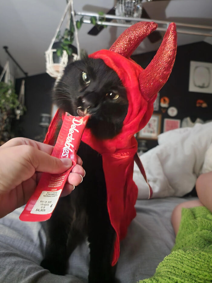 70 Of The Cutest And Most Creative Pet Halloween Costumes