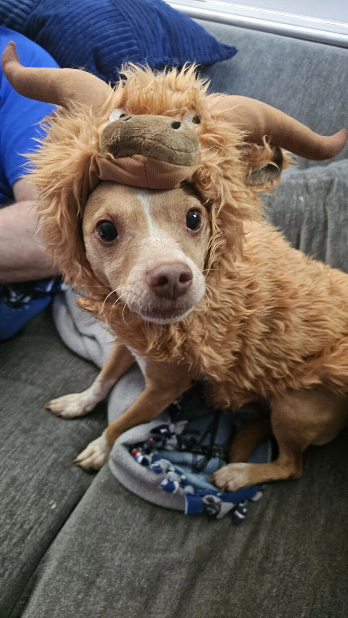 70 Of The Cutest And Most Creative Pet Halloween Costumes