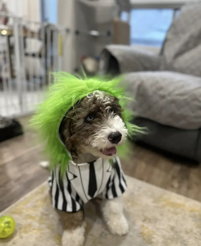 70 Of The Cutest And Most Creative Pet Halloween Costumes
