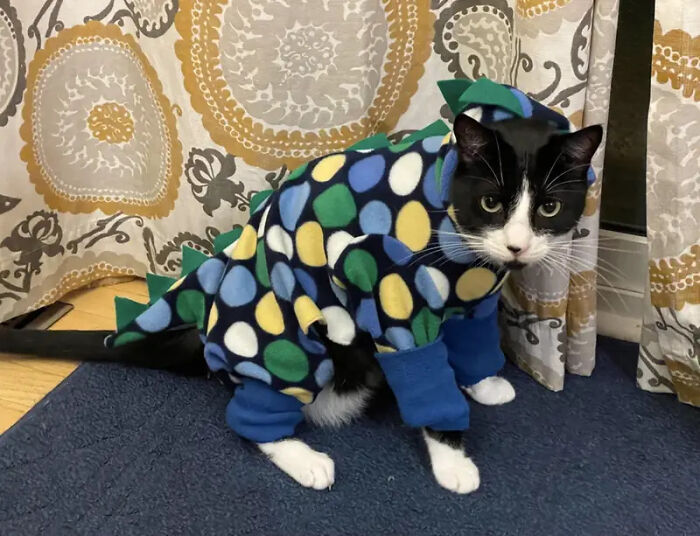 70 Of The Cutest And Most Creative Pet Halloween Costumes