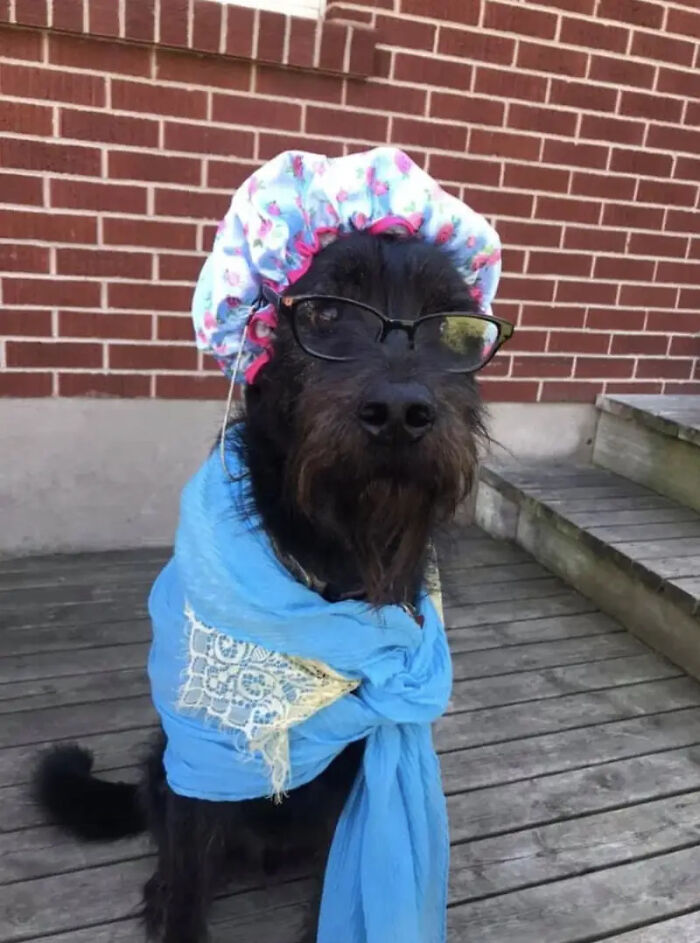 70 Of The Cutest And Most Creative Pet Halloween Costumes