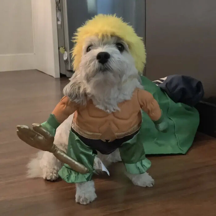 70 Of The Cutest And Most Creative Pet Halloween Costumes