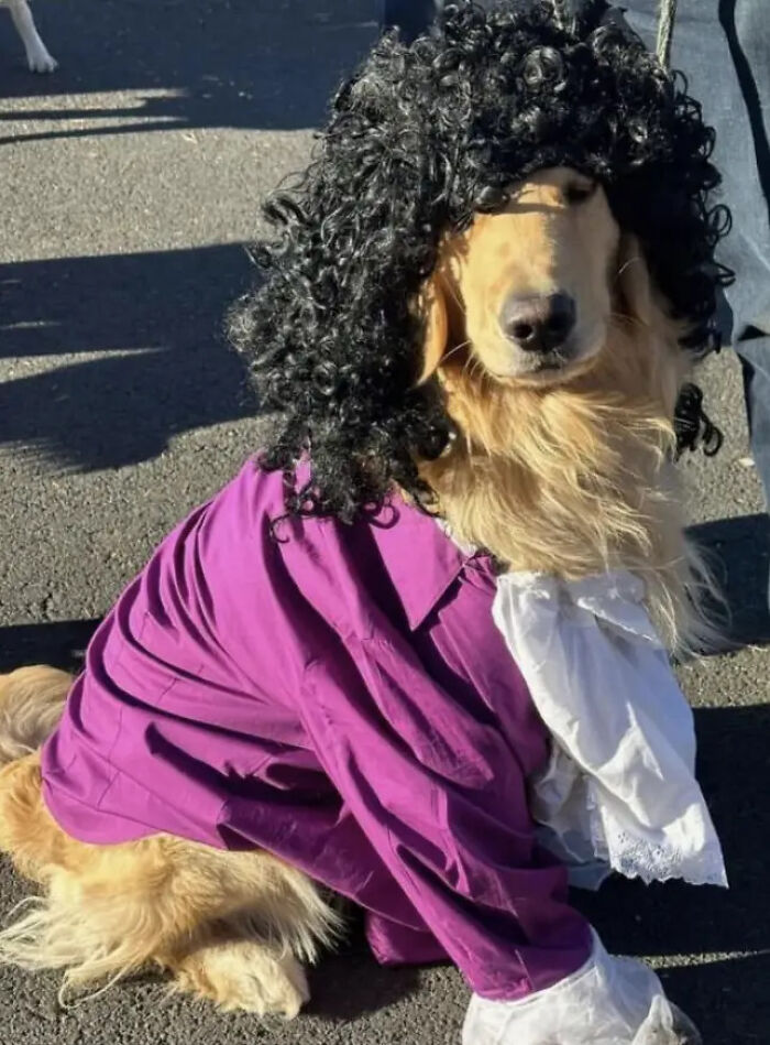 70 Of The Cutest And Most Creative Pet Halloween Costumes