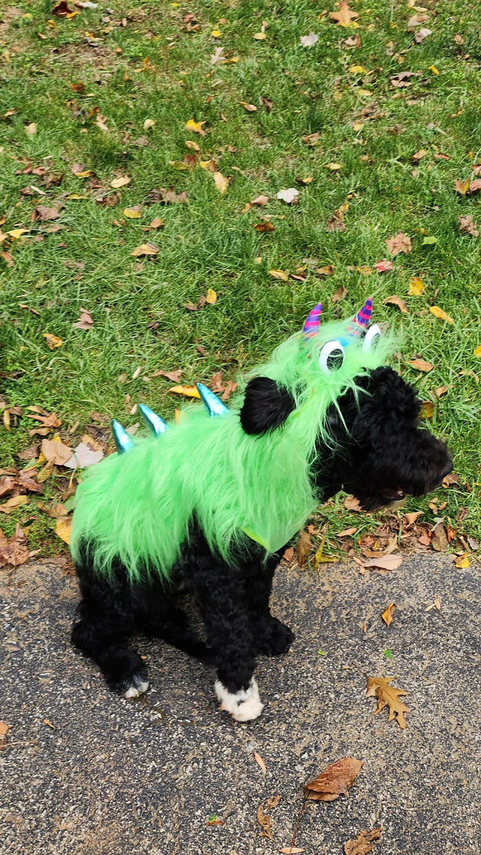 70 Of The Cutest And Most Creative Pet Halloween Costumes