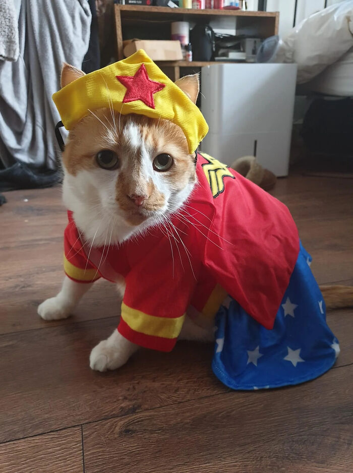 70 Of The Cutest And Most Creative Pet Halloween Costumes