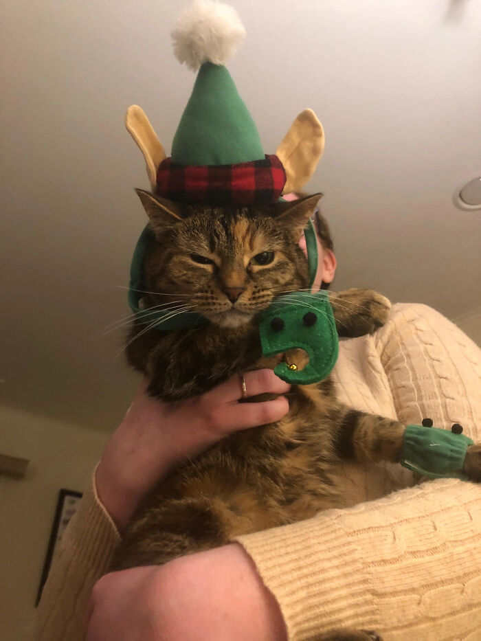 70 Of The Cutest And Most Creative Pet Halloween Costumes