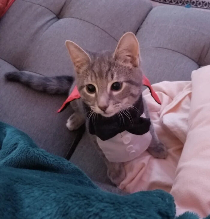 70 Of The Cutest And Most Creative Pet Halloween Costumes