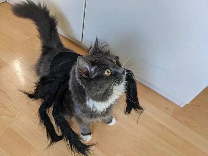70 Of The Cutest And Most Creative Pet Halloween Costumes