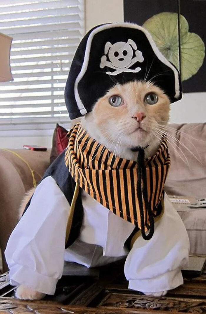 70 Of The Cutest And Most Creative Pet Halloween Costumes