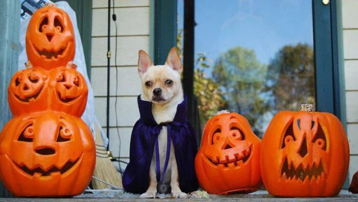 70 Of The Cutest And Most Creative Pet Halloween Costumes