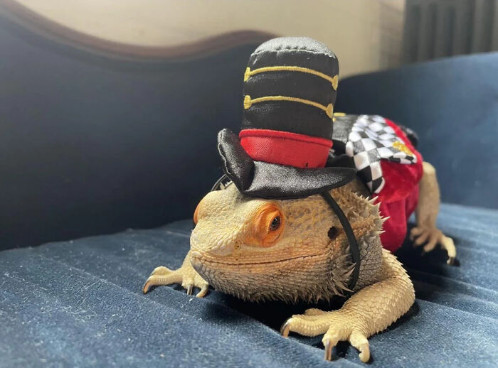 70 Of The Cutest And Most Creative Pet Halloween Costumes
