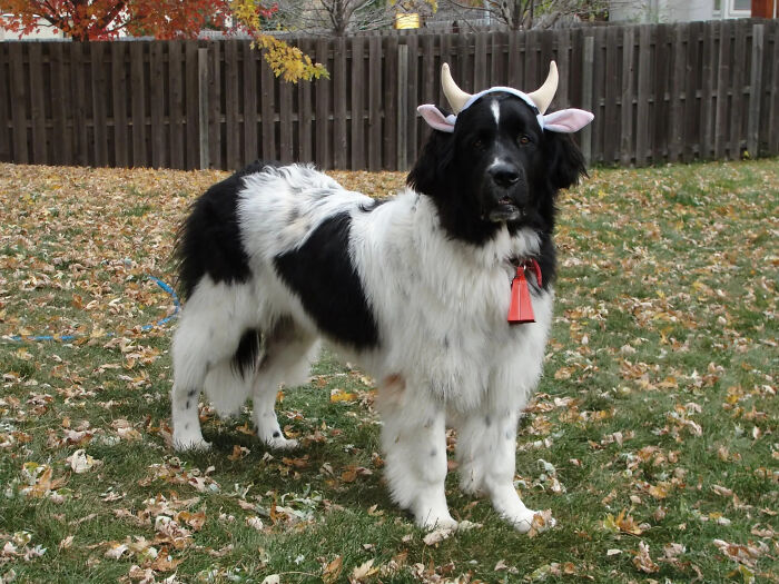 70 Of The Cutest And Most Creative Pet Halloween Costumes