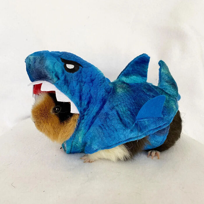 70 Of The Cutest And Most Creative Pet Halloween Costumes