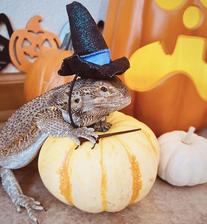 70 Of The Cutest And Most Creative Pet Halloween Costumes