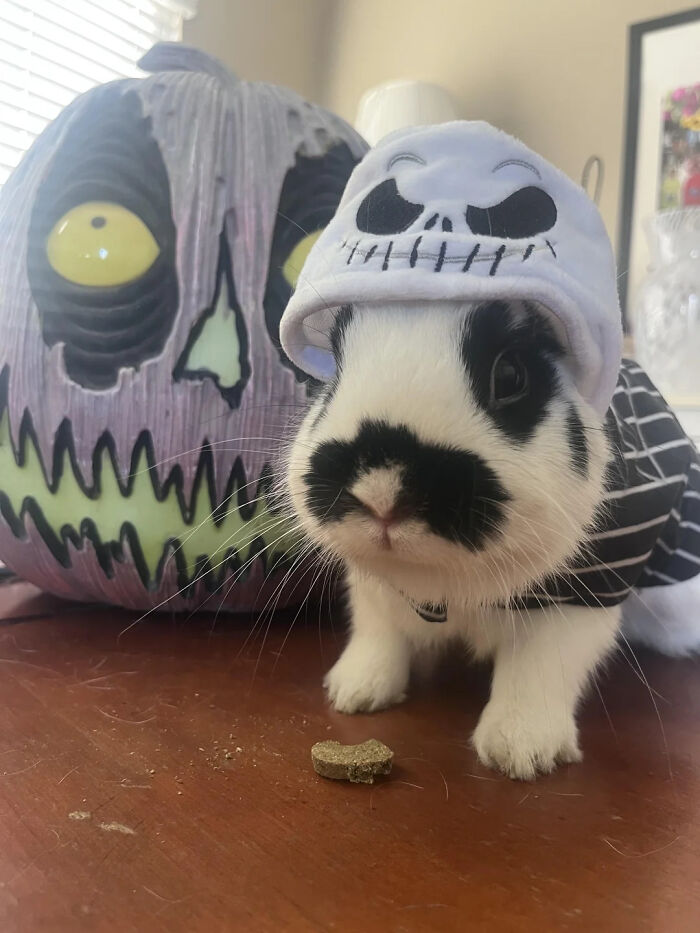 70 Of The Cutest And Most Creative Pet Halloween Costumes
