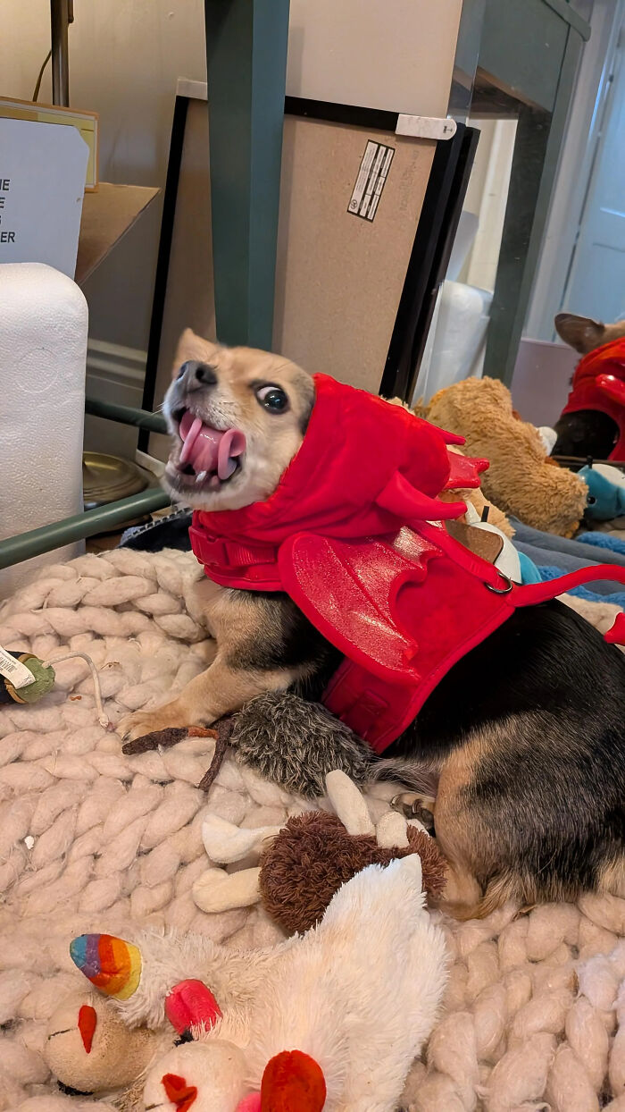 70 Of The Cutest And Most Creative Pet Halloween Costumes