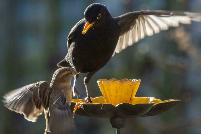 54 Hilarious Photos Of Angry Birds Showing Just How Mean They Can Be (New Pics)