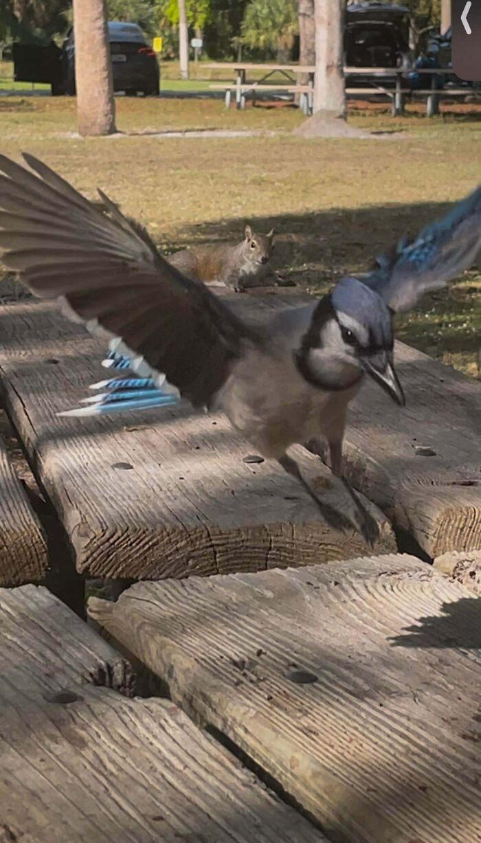 54 Hilarious Photos Of Angry Birds Showing Just How Mean They Can Be (New Pics)