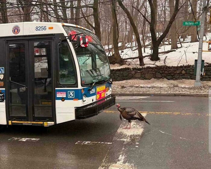 54 Hilarious Photos Of Angry Birds Showing Just How Mean They Can Be (New Pics)