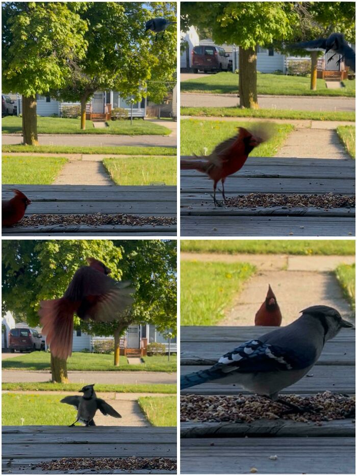 54 Hilarious Photos Of Angry Birds Showing Just How Mean They Can Be (New Pics)