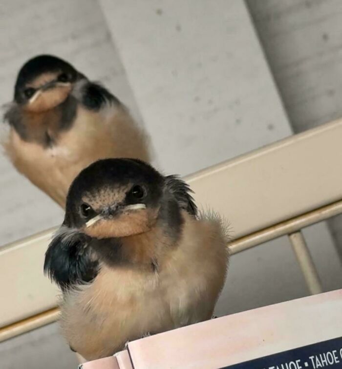 54 Hilarious Photos Of Angry Birds Showing Just How Mean They Can Be (New Pics)