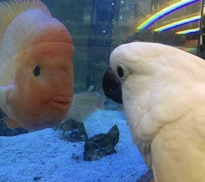 54 Hilarious Photos Of Angry Birds Showing Just How Mean They Can Be (New Pics)