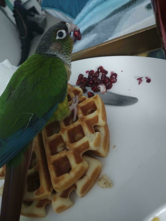 54 Hilarious Photos Of Angry Birds Showing Just How Mean They Can Be (New Pics)