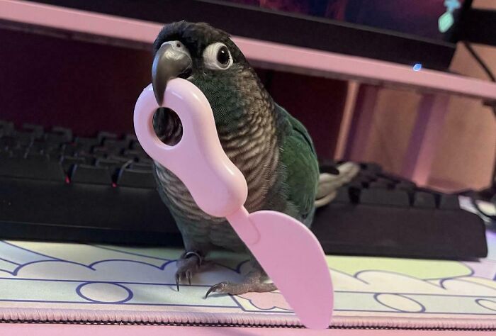 54 Hilarious Photos Of Angry Birds Showing Just How Mean They Can Be (New Pics)