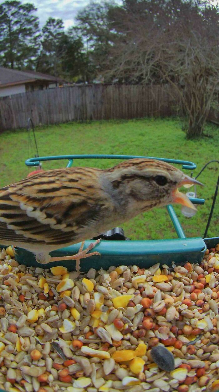 54 Hilarious Photos Of Angry Birds Showing Just How Mean They Can Be (New Pics)