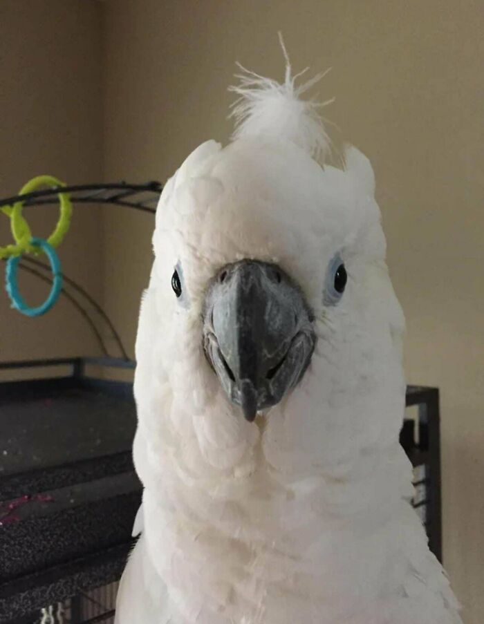 54 Hilarious Photos Of Angry Birds Showing Just How Mean They Can Be (New Pics)