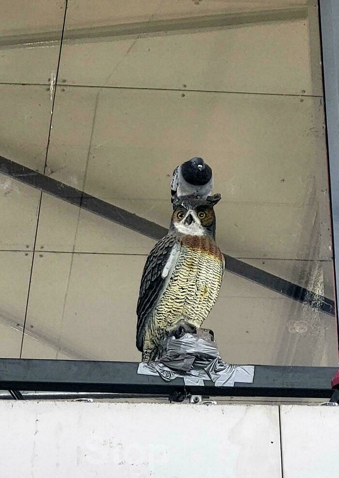 54 Hilarious Photos Of Angry Birds Showing Just How Mean They Can Be (New Pics)