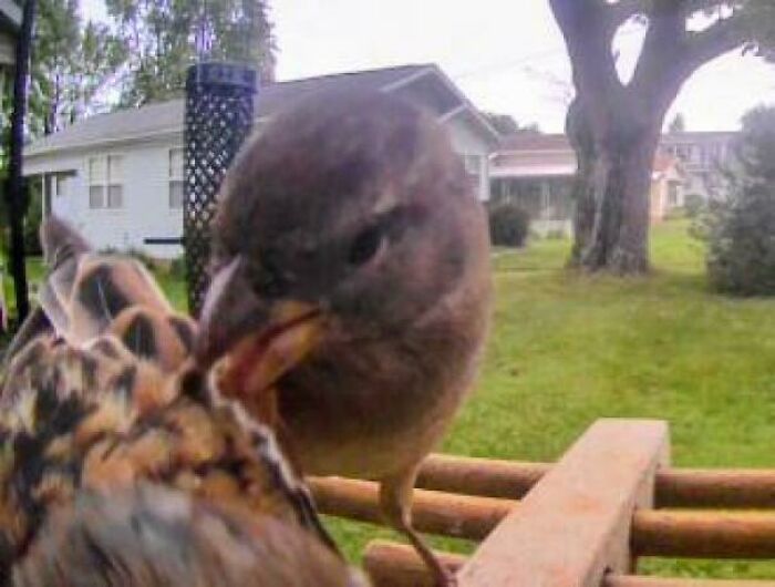 54 Hilarious Photos Of Angry Birds Showing Just How Mean They Can Be (New Pics)