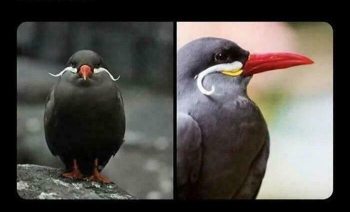54 Hilarious Photos Of Angry Birds Showing Just How Mean They Can Be (New Pics)