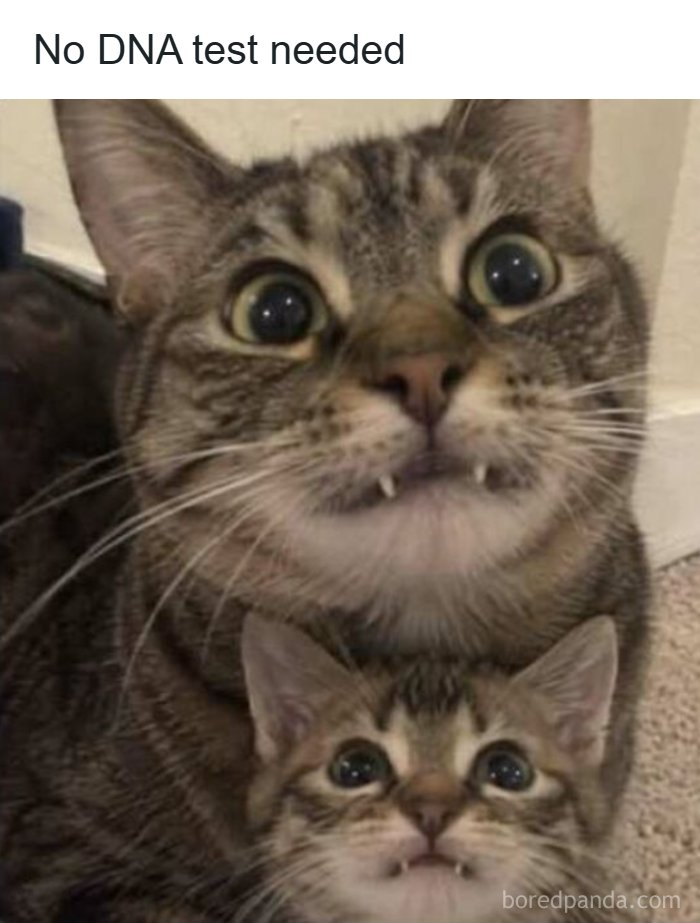 65 Strange And Funny Pics That Are Exactly The Kind Of Random The Internet Does Best (New Pics)