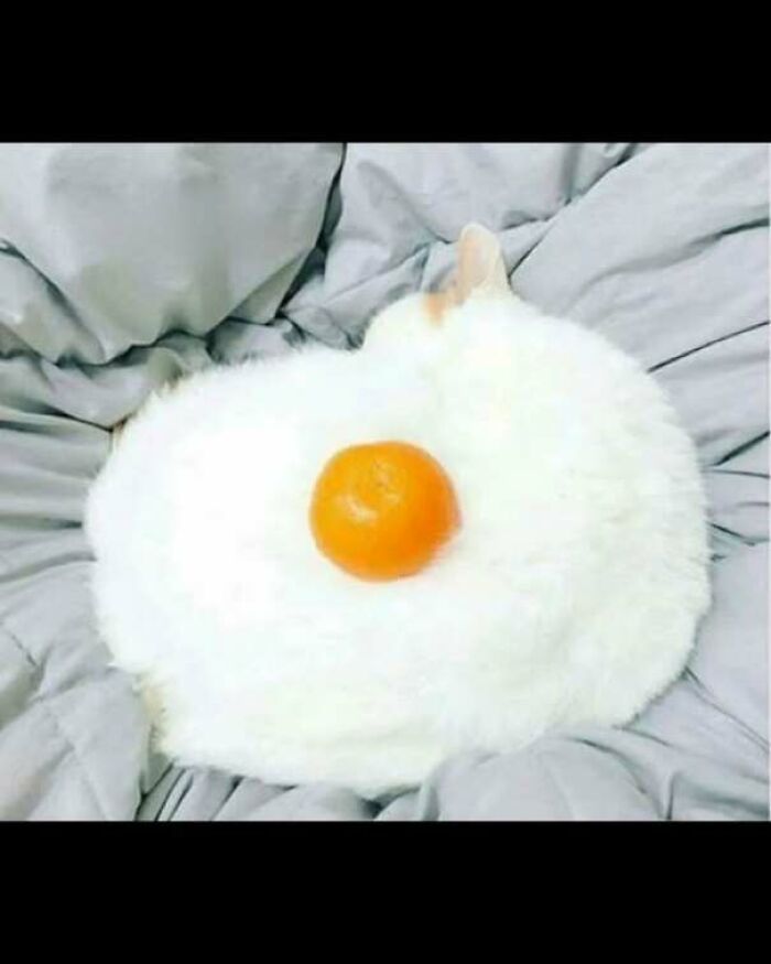 65 Strange And Funny Pics That Are Exactly The Kind Of Random The Internet Does Best (New Pics)
