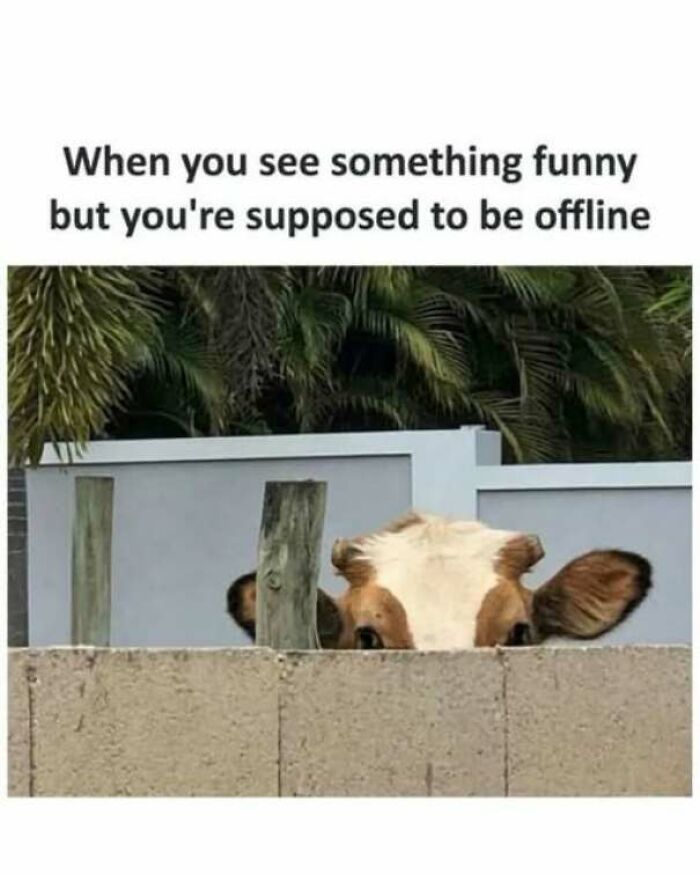 65 Strange And Funny Pics That Are Exactly The Kind Of Random The Internet Does Best (New Pics)