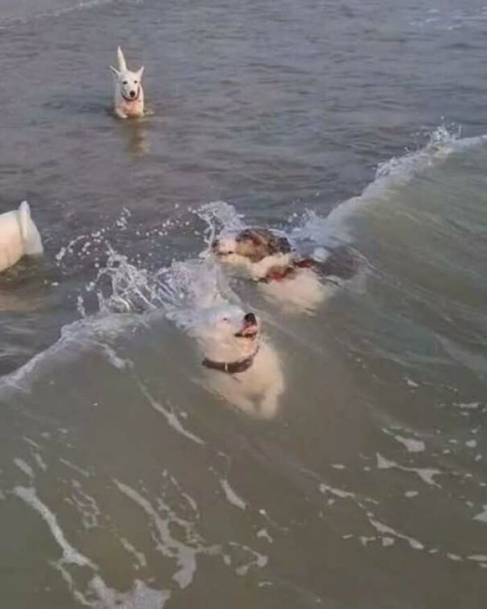 65 Strange And Funny Pics That Are Exactly The Kind Of Random The Internet Does Best (New Pics)