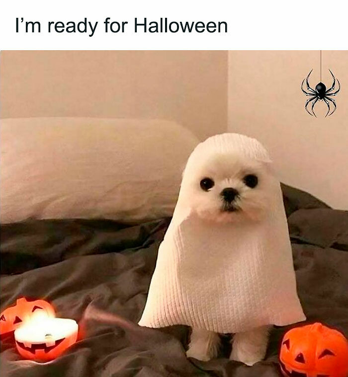77 Spooky Season Memes That Make Every Other Holiday Feel A Little Boring 77 Spooky Season Memes That Make Every Other Holiday Feel A Little Boring