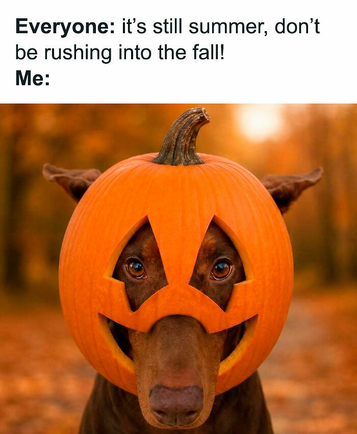 77 Spooky Season Memes That Make Every Other Holiday Feel A Little Boring 77 Spooky Season Memes That Make Every Other Holiday Feel A Little Boring