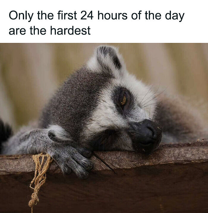 88 Amusing, Cute, And Incredibly Relatable Animal Memes To Make Your Day