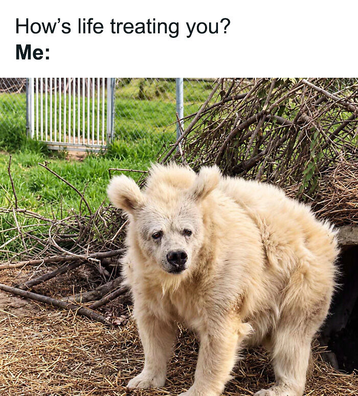 88 Amusing, Cute, And Incredibly Relatable Animal Memes To Make Your Day