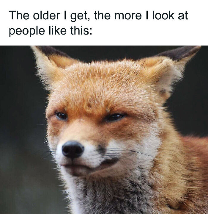 88 Amusing, Cute, And Incredibly Relatable Animal Memes To Make Your Day