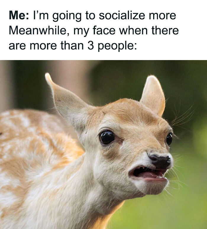 88 Amusing, Cute, And Incredibly Relatable Animal Memes To Make Your Day