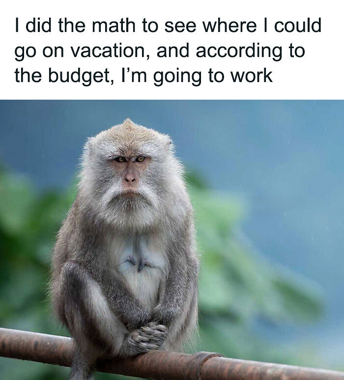 88 Amusing, Cute, And Incredibly Relatable Animal Memes To Make Your Day