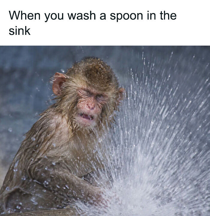 88 Amusing, Cute, And Incredibly Relatable Animal Memes To Make Your Day