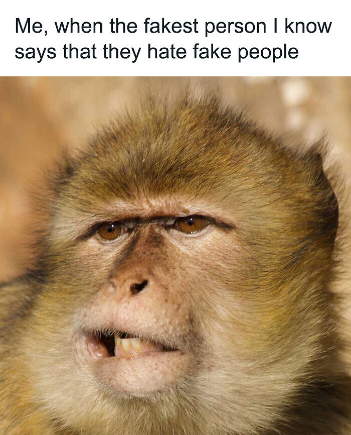 88 Amusing, Cute, And Incredibly Relatable Animal Memes To Make Your Day