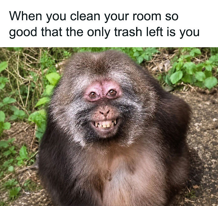 88 Amusing, Cute, And Incredibly Relatable Animal Memes To Make Your Day