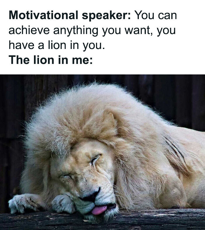 88 Amusing, Cute, And Incredibly Relatable Animal Memes To Make Your Day