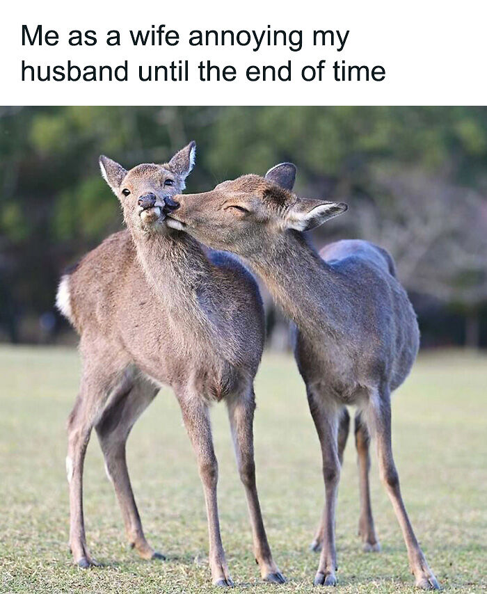 88 Amusing, Cute, And Incredibly Relatable Animal Memes To Make Your Day